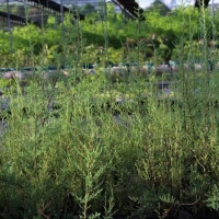 “植物大熊猫”回归！3000株珍稀濒危植物回归三峡库区